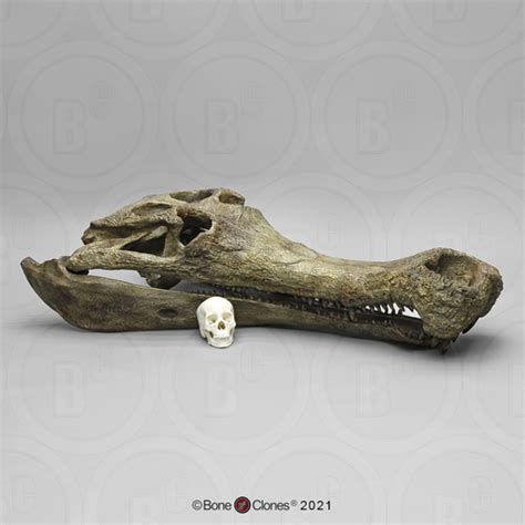 Sarcosuchus imperator Supercroc Skull - Bone Clones - Osteological ...