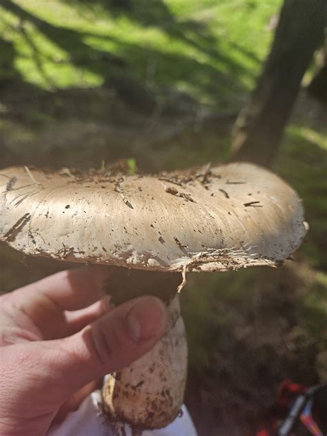 Discover more like Mycology: Are these Giant Cypress Agarics? and