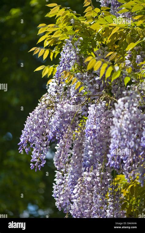 Chinese Wisteria Wisteria Sinensis Blooming Stock Photo Alamy