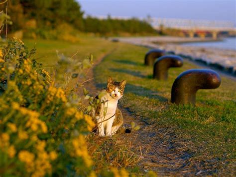 Обои инди кот — фото и картинки — Milye