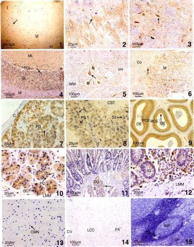 Expression Of Ngb In Different Regions Of The Yak Brain Liang Et Al