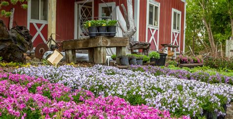 Gargen Center Phlox Bundschuh Landscape Center