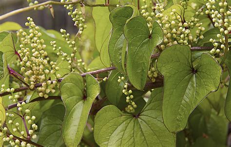 Dioscorea Oppositifolia Dioscorea Opposita Indian Yam Chinese Yam