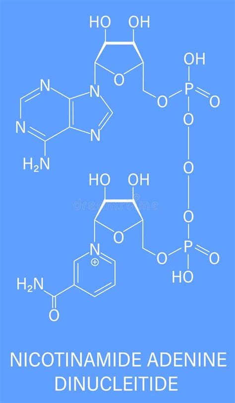 Nicotinamide Adenine Dinucleotide Or Nad Coenzyme Molecule Skeletal