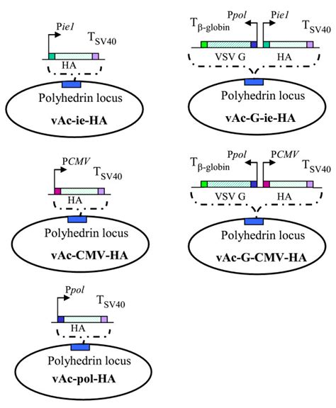 Schematic Representation Of The Construction Of Variant Baculoviruses Download Scientific