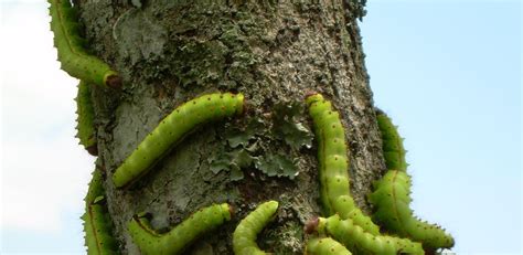 University of Leicester research to ‘save the most valuable silk moth in the world’ - Farming UK ...