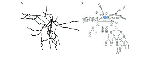 topological structure  medium spiny neuron