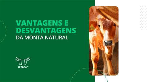 Vantagens E Desvantagens Monta Natural YouTube