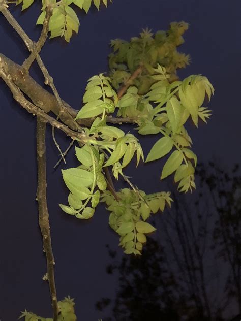 Trees – Arlene's Ohio Plants Website