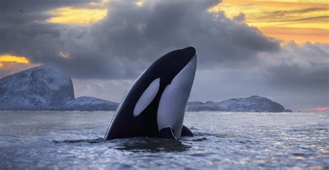 Pollutants Called Pcbs Are Killing Killer Whales The Atlantic