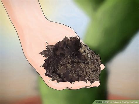 How to Save a Dying Cactus: 15 Steps (with Pictures) - wikiHow