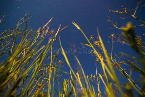 Grass and stars stock photo. Image of galaxy, grass, garden - 44372650