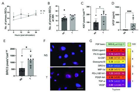 Mast cell tryptase impact on primary bronchial epithelial cells from ...