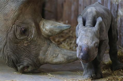 Black Rhino Birth Caught On Camera At Chester Zoo Chester Zoo Zoo