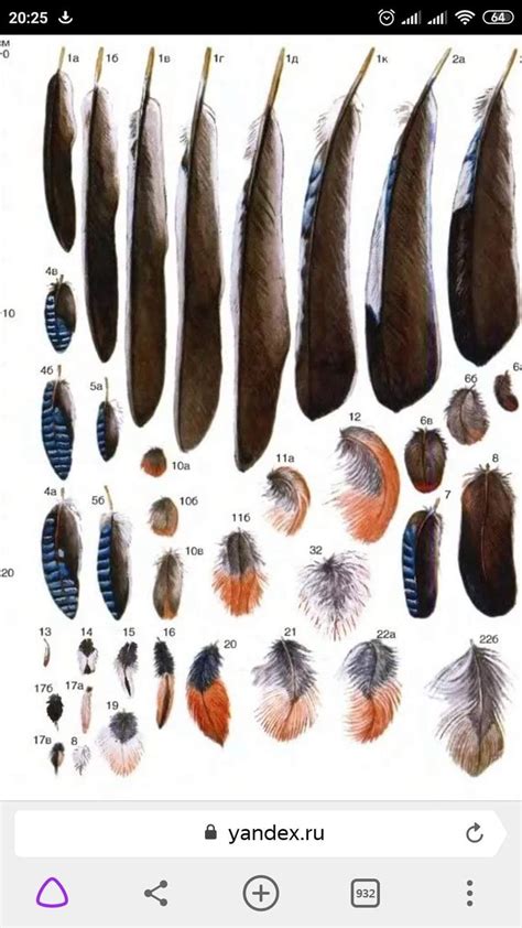 Feather Identification Chart | Bird Feathers, Wings, Texture