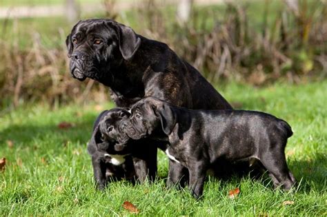 La Reproduction Du Cane Corso Saillie Gestation Taille Des Port Es