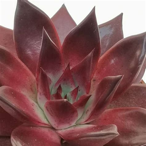 Echeveria Agavoides Romeo Rubin Cm Crassulaceae Giromagi