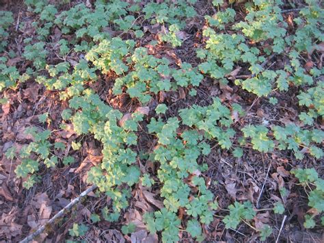 Weeding on the Wild Side: Enduring Evergreen Ground Covers