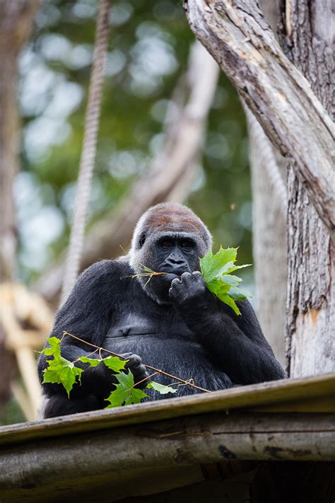 Images of London Zoo under lockdown released as charity calls for