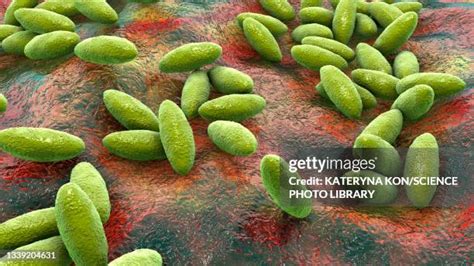 brucella   premium high res pictures getty images