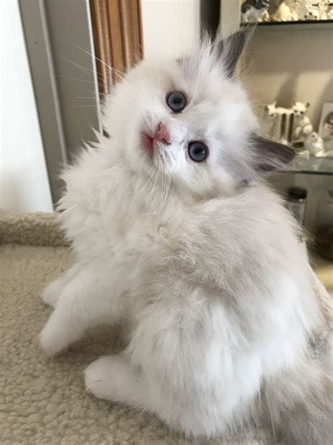 Ragdoll Kittens For Sale In Dallas Metroplex Area Texas Ragdoll Kittens