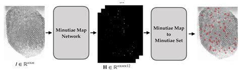 Overview of the minutiae extraction algorithm. An input fingerprint of... | Download Scientific ...