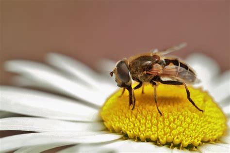 Kostenlose foto Natur blühen Pflanze Weiß Fotografie Blume