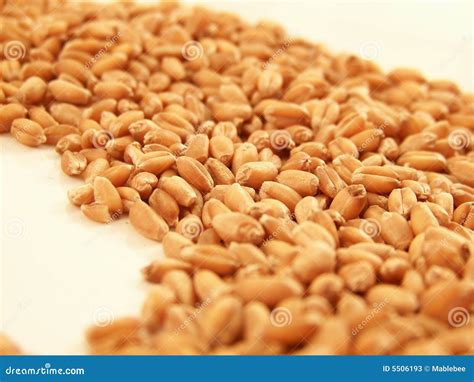 Wheat Kernels Stock Image Image Of Wheatberries Food 5506193