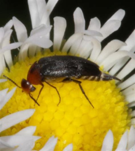 Tumbling Flower Beetle Mordellistena Bugguidenet