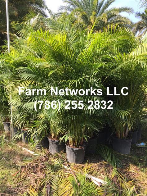 Areca Palm Tree 7 Gallon Florida Palm Trees Areca Palm Gallon