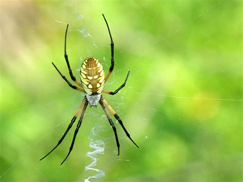 Yellow Garden Spider Texas Common Spiders Texas Insect Identification