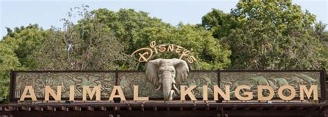 Breaking News New Interactive Adventure Coming To Animal Kingdom At