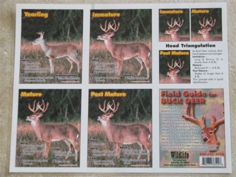 Whitetail Deer Teeth Aging Chart