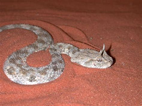 Beautiful Butterfly, a Snake Skin Texture,and Unique Wildlife: The ...