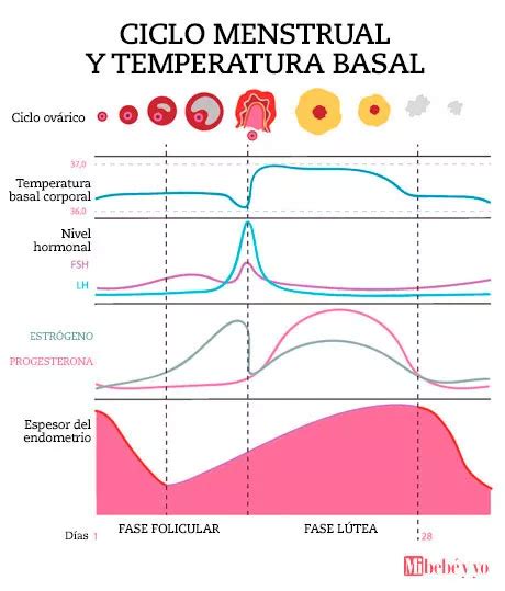 Temperatura basal cómo funciona este método para quedar embarazada