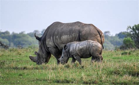 Reproduction Du Rhinocéros Maturité Sexuelle Cycle Gestation Et