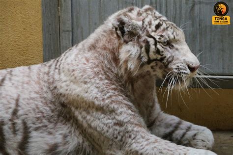 Saisies Dans Un Cirque Quatre Lionnes Et Une Tigresse Recueillies Par