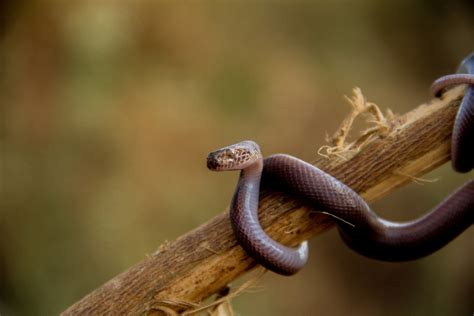 Brown House Snake Snakes Of Niger INaturalist