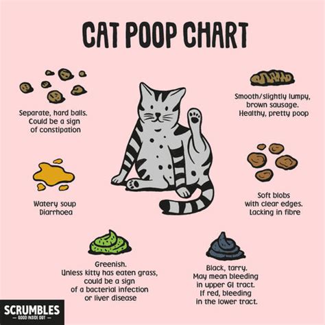 Cat Poop Chart