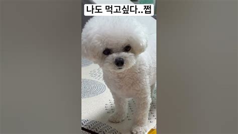 아기랑 강아지 Youtube