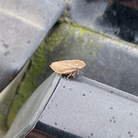 Meadow Spittlebug From Te Waipounamu South Island Governors Bay