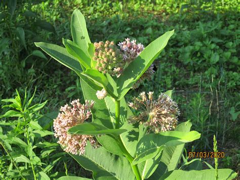 100 Common Milkweed Seeds, Asclepias Syriaca - Milkweed 4 Monarchs