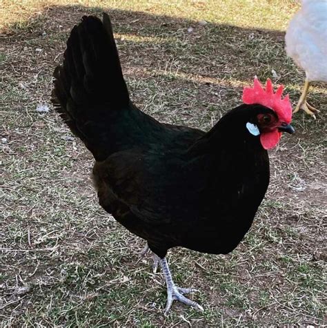 11 Best Black Chicken Breeds (with Pictures)