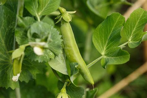 How To Plant And Grow Snap Peas Gardeners Path