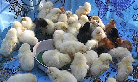 scaling  peak chickies