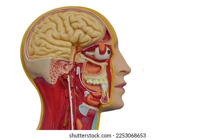head cross section anatomy images stock  vectors