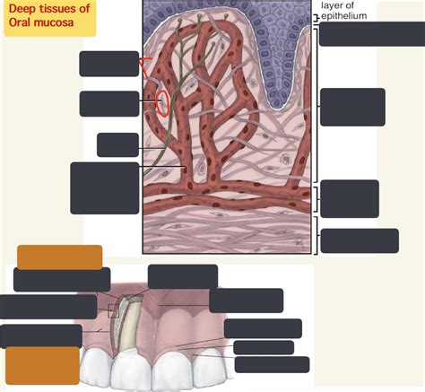 Deep Tissues Of Oral Mucosa Diagram Quizlet