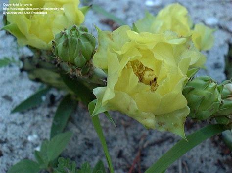 PlantFiles Pictures Opuntia Species Eastern Prickly Pear Low Smooth