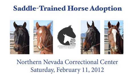 trained mustang adoption Archives - Horse and Man