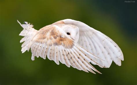 Descargar Fondos De Pantalla Buho Blanco Volando Alto 1920x1200 Wallpaper